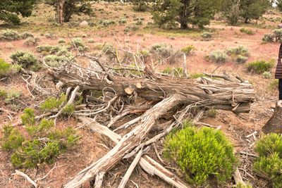 Shoe Tree - Tumalo