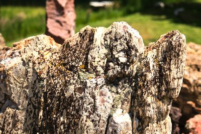 Petersen Rock Garden