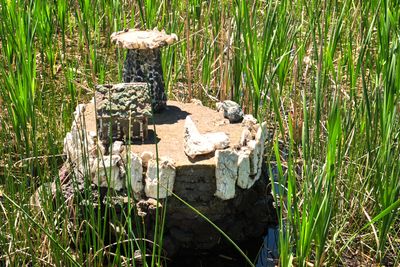 Petersen Rock Garden
