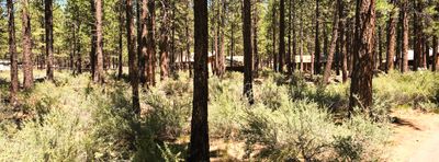 High Desert Museum