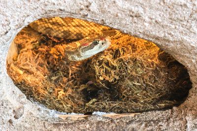 High Desert Museum