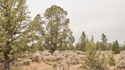 Shoe Tree - Alfalfa