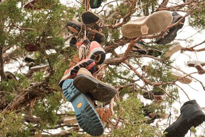 Shoe Tree - Alfalfa
