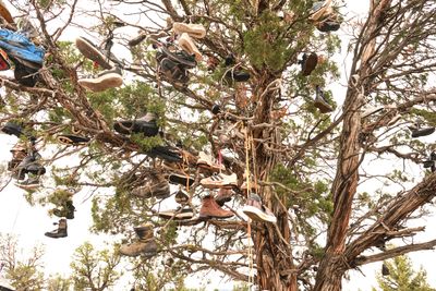 Shoe Tree - Alfalfa