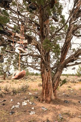 Shoe Tree - Alfalfa