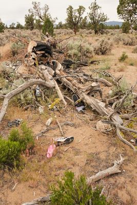 Shoe Tree - Alfalfa