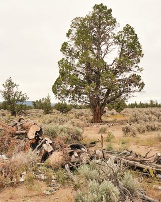 Shoe Tree - Alfalfa