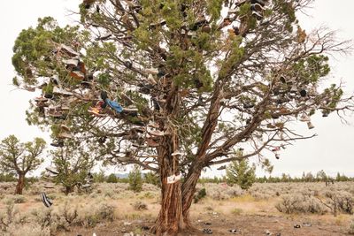 Shoe Tree - Alfalfa