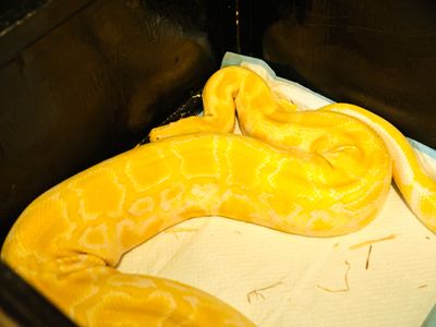 Reptile Zoo