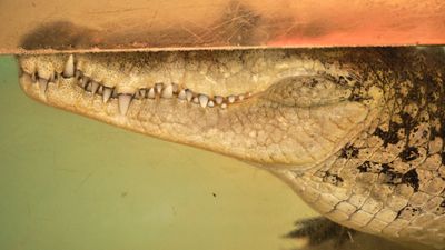 Reptile Zoo