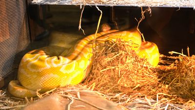Reptile Zoo