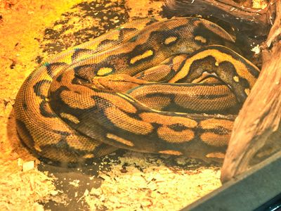 Reptile Zoo