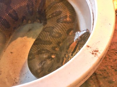 Reptile Zoo