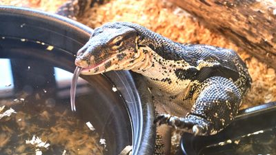Reptile Zoo