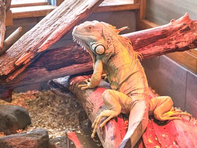 Reptile Zoo