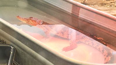 Reptile Zoo