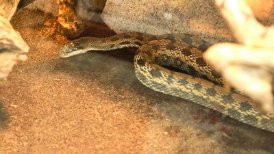 Reptile Zoo