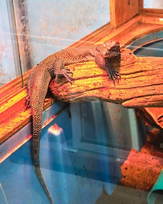 Reptile Zoo