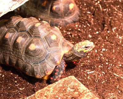 Reptile Zoo