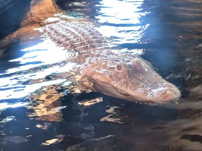 Reptile Zoo