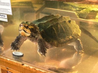 Reptile Zoo
