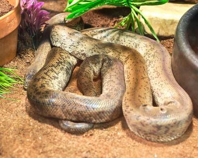 Reptile Zoo
