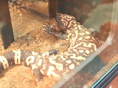 Reptile Zoo