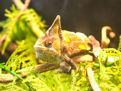 Reptile Zoo