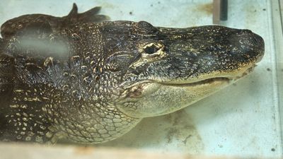 Reptile Zoo