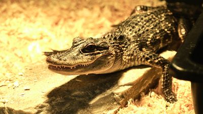 Reptile Zoo