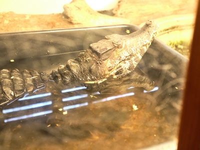 Reptile Zoo