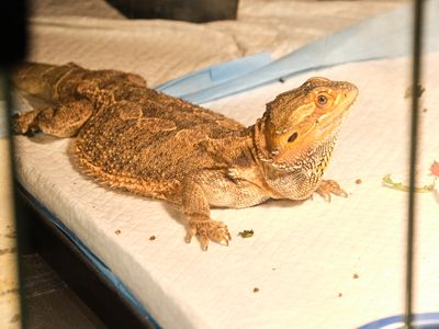 Reptile Zoo