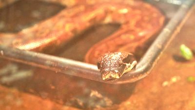 Reptile Zoo