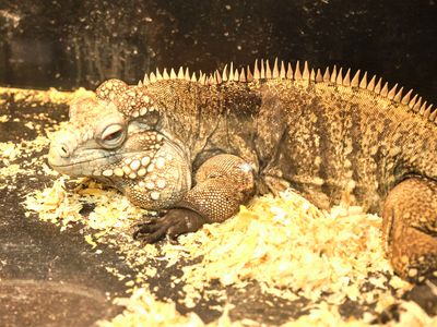 Reptile Zoo