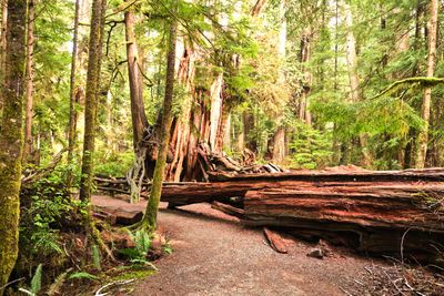 Kalaloch Big Cedar
