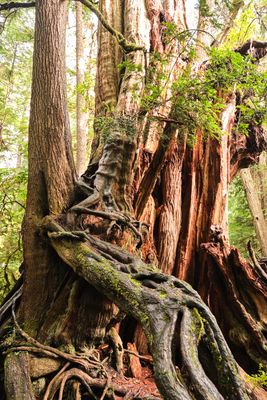 Kalaloch Big Cedar