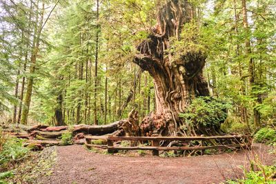 Kalaloch Big Cedar