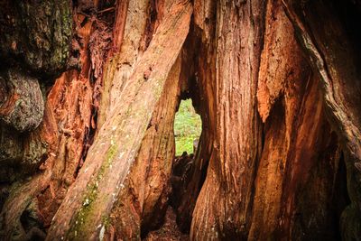 Kalaloch Big Cedar