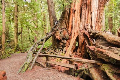 Kalaloch Big Cedar