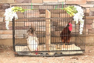 Rooster Crow Contest