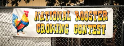 Rooster Crow Contest