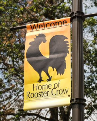 Rooster Crow Contest