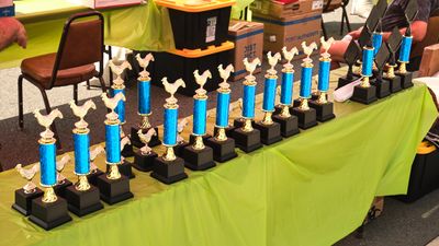 Rooster Crow Contest