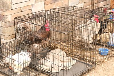 Rooster Crow Contest