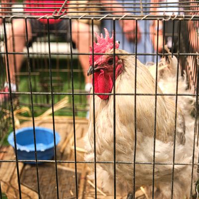 Rooster Crow Contest