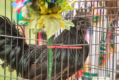 Rooster Crow Contest