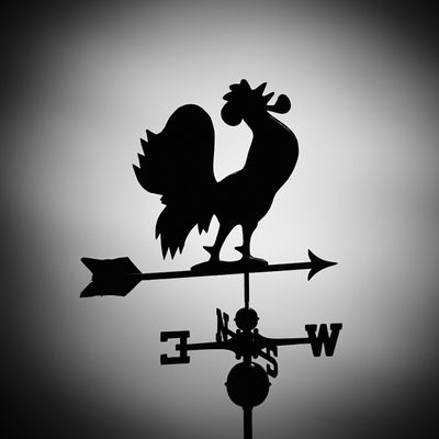 Rooster Crow Contest