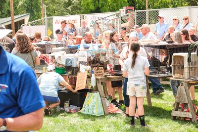 Rooster Crow Contest