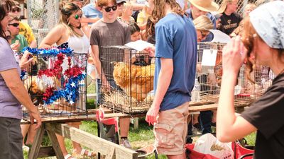 Rooster Crow Contest