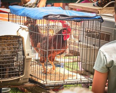 Rooster Crow Contest